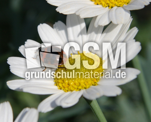 asiat-Käfer-Mai 076.jpg